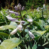 Hosta  'Halcyon'